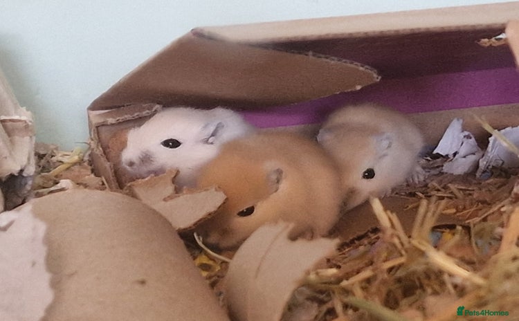 Gerbil rodents - Advert 16