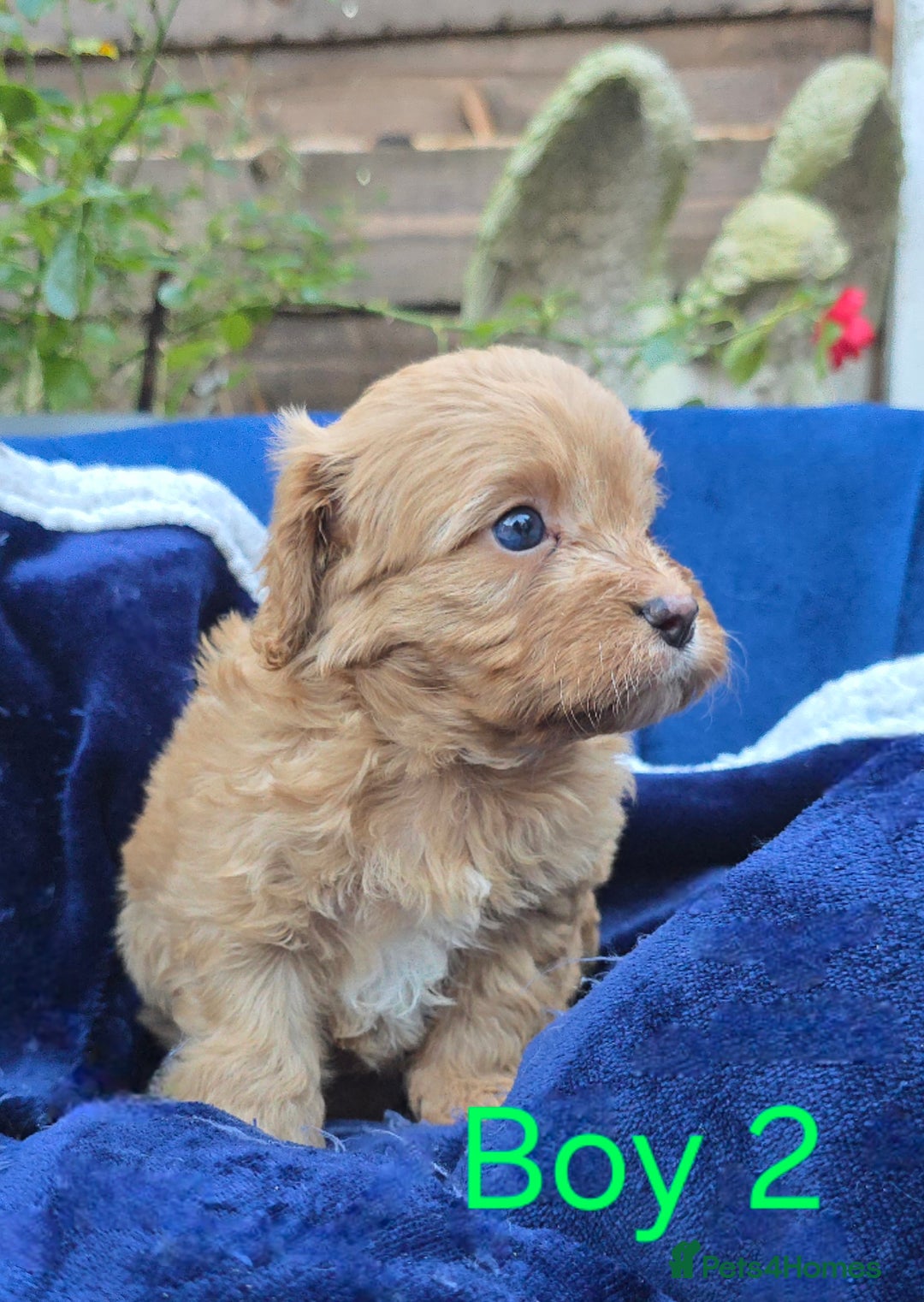 Cavapoo dogs for sale: Health Tested Quality F1 Cavapoo Puppies.  - Advert 3