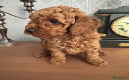 Toy Poodle dogs for sale: Red Toy poodle  - Image 4