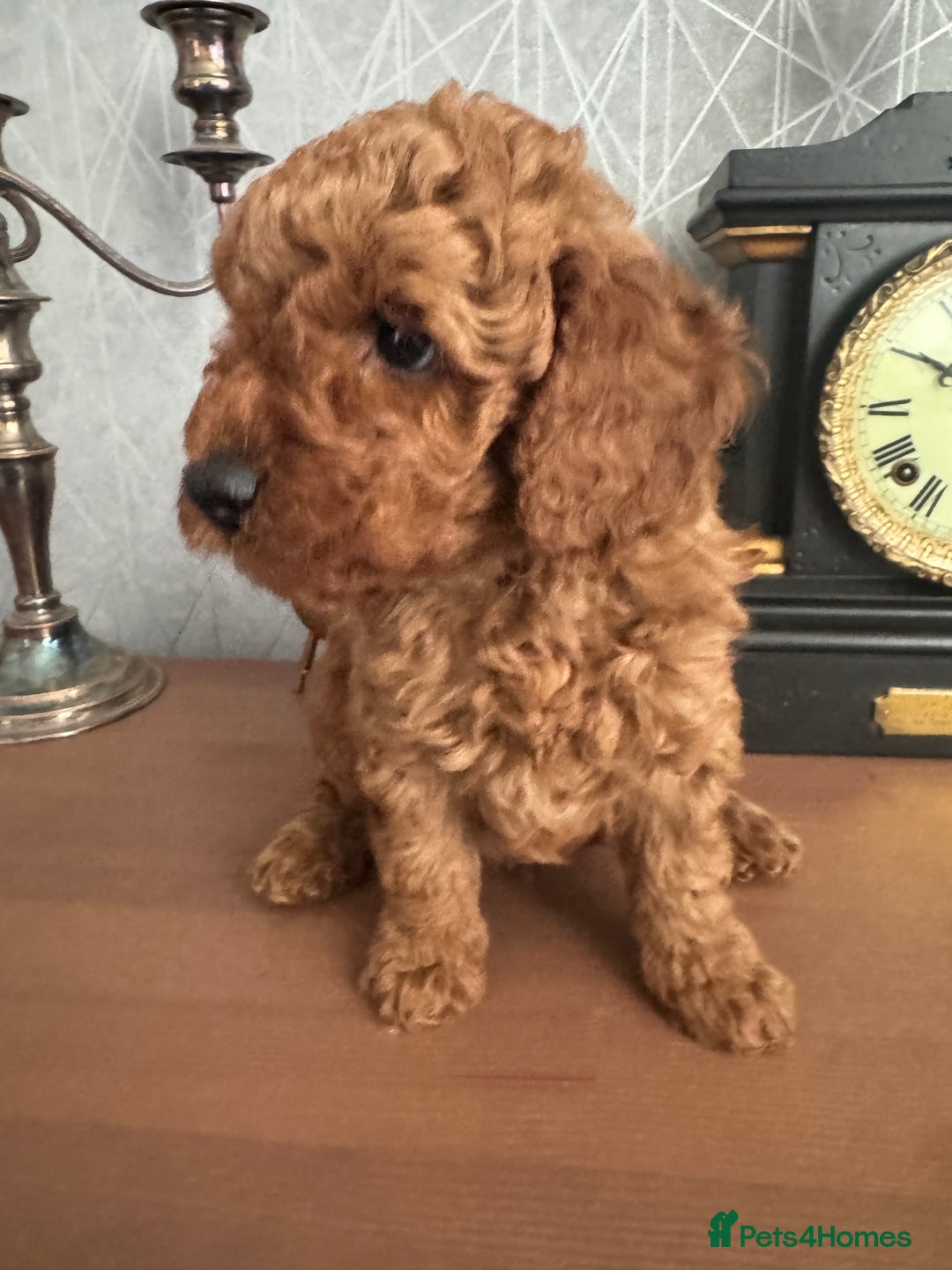 Toy Poodle dogs for sale: Red Toy poodle  - Image 4