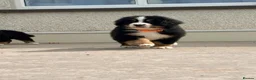 Bernese Mountain Dog dogs for sale: Kc bernese mountain puppies  - Advert 9