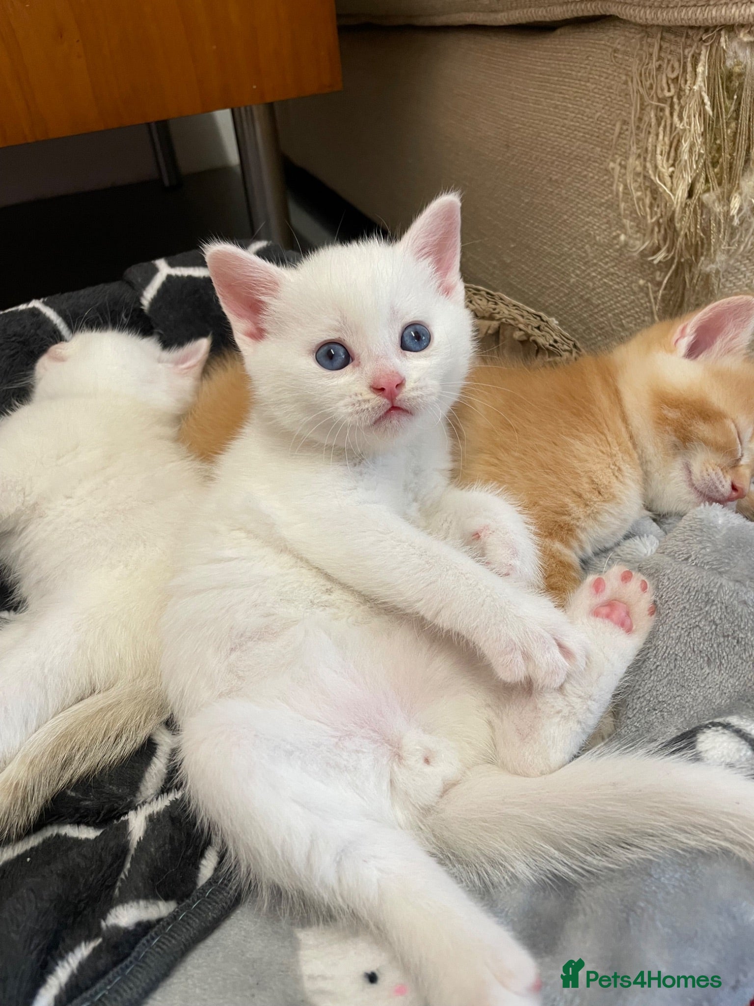 British Shorthair cats Adorable BSH kittens - Advert 2