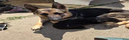 German Shepherd dogs for sale: German Shepherd pups - Advert 10