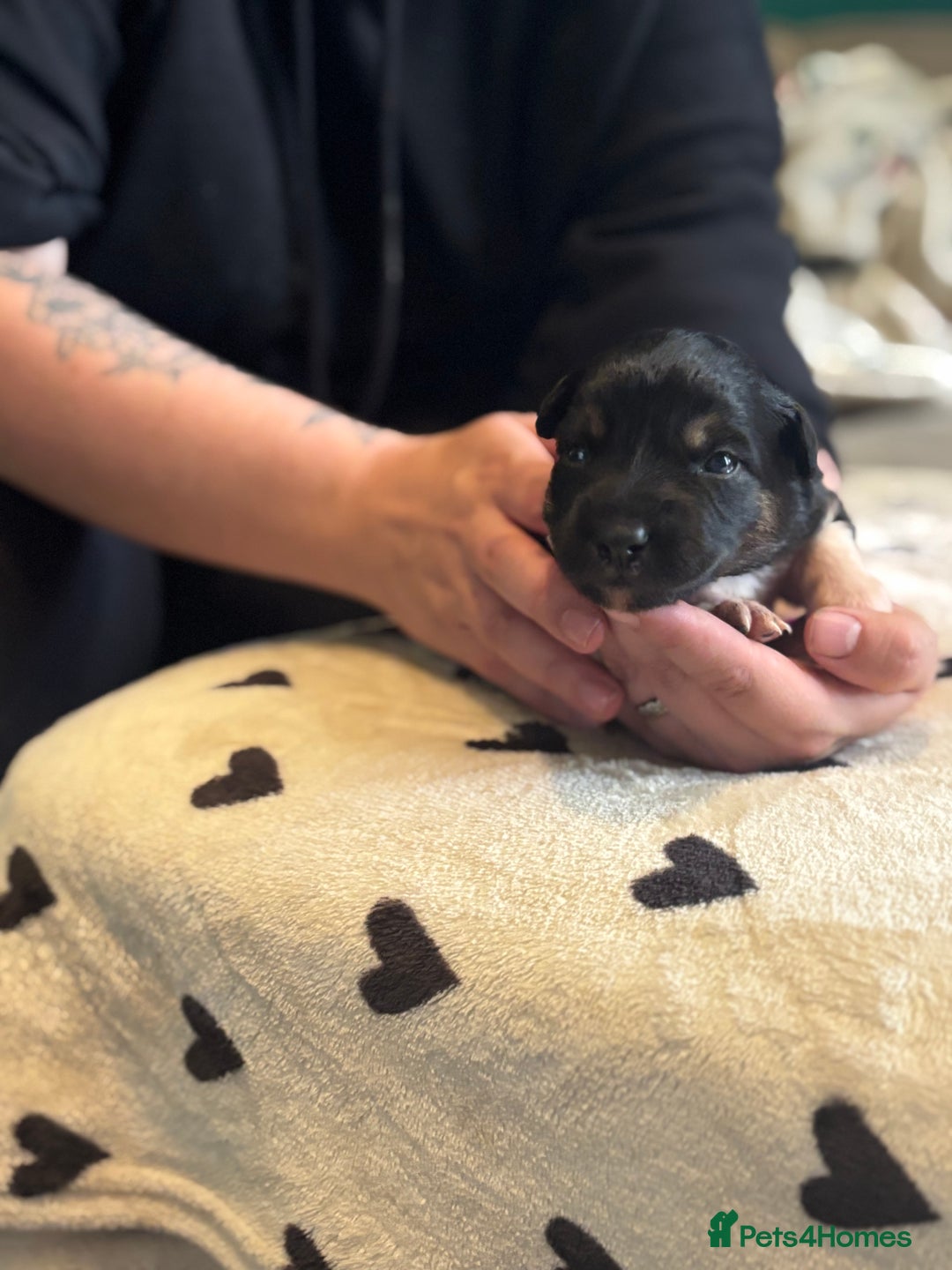 Mixed Breed dogs for sale: Beautiful Huntaway x Collie pups  - Image 4