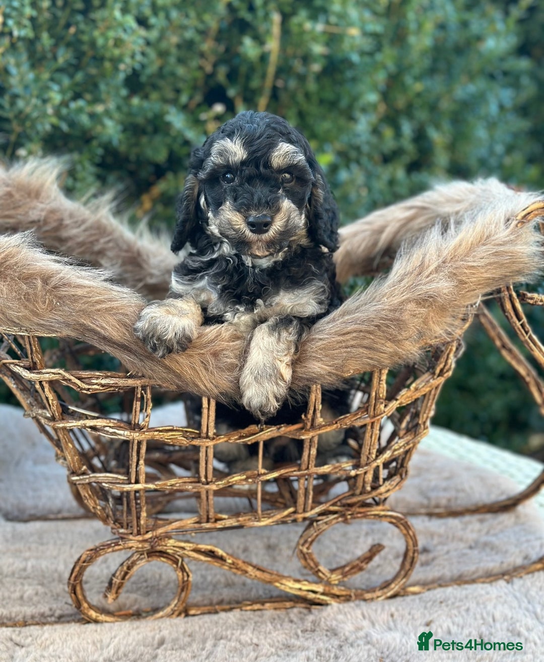 Miniature Poodle dogs for sale: Stunning miniature poodle  - Advert 9