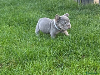 Mixed Breed dogs Lilac and tan boy carrying fluffy - Advert 6