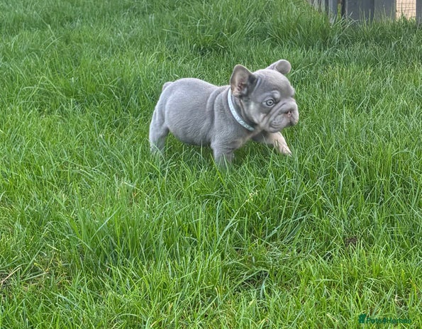Mixed Breed dogs Lilac and tan boy carrying fluffy - Advert 1