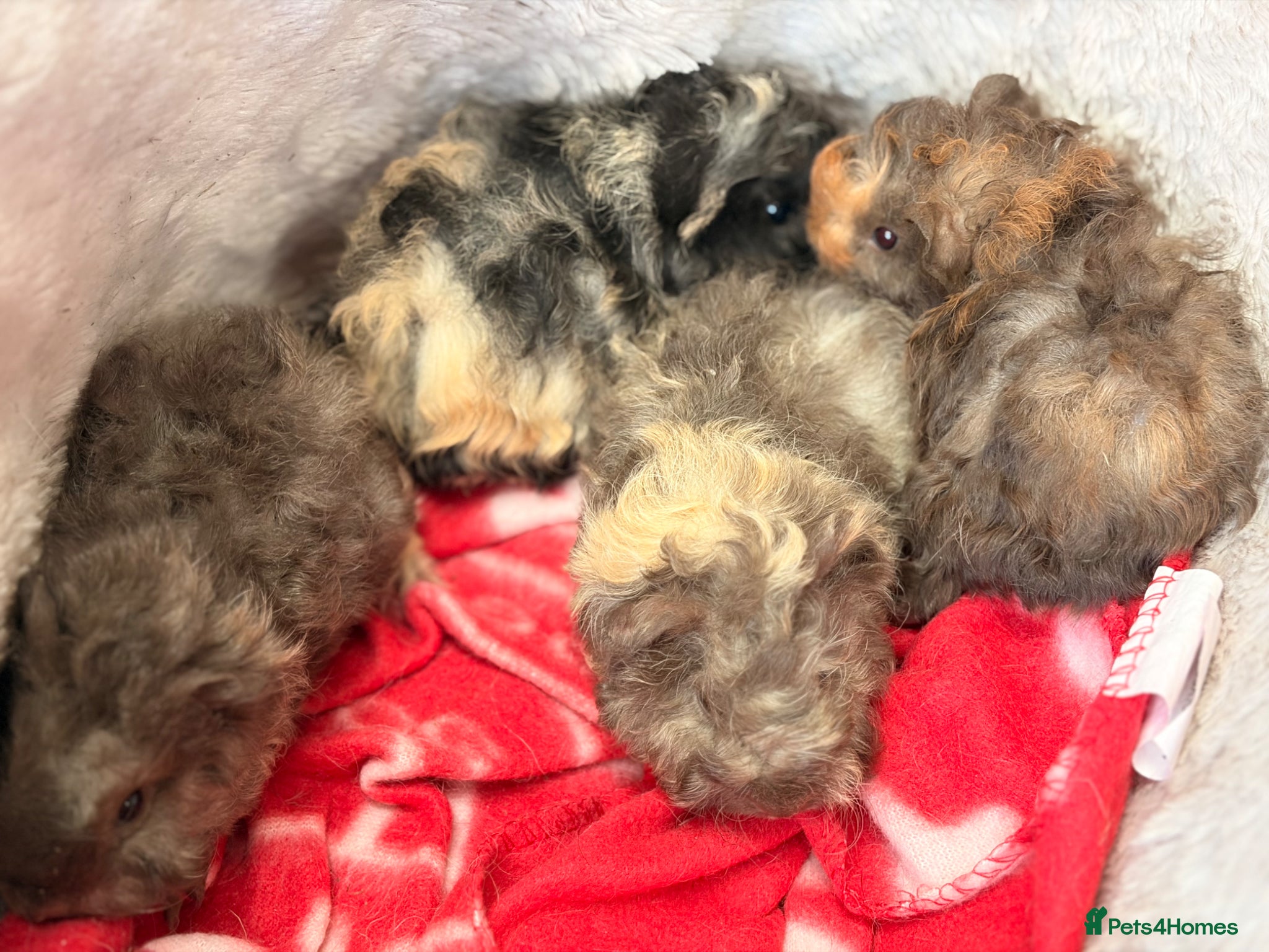 Guinea Pig rodents for sale: BEAUTIFUL BABY BOY GUINEA PIGS - Advert 28