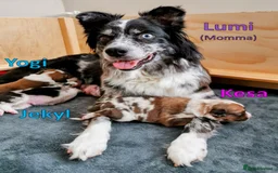 Australian Shepherd dogs for sale: merle aussie  - Image 8