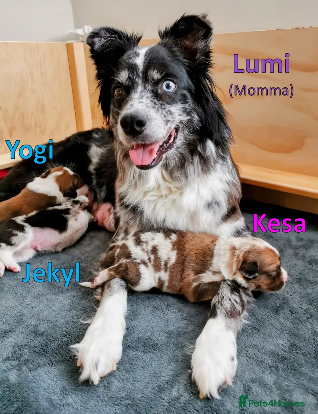 Australian Shepherd dogs for sale: merle aussie  - Image 8