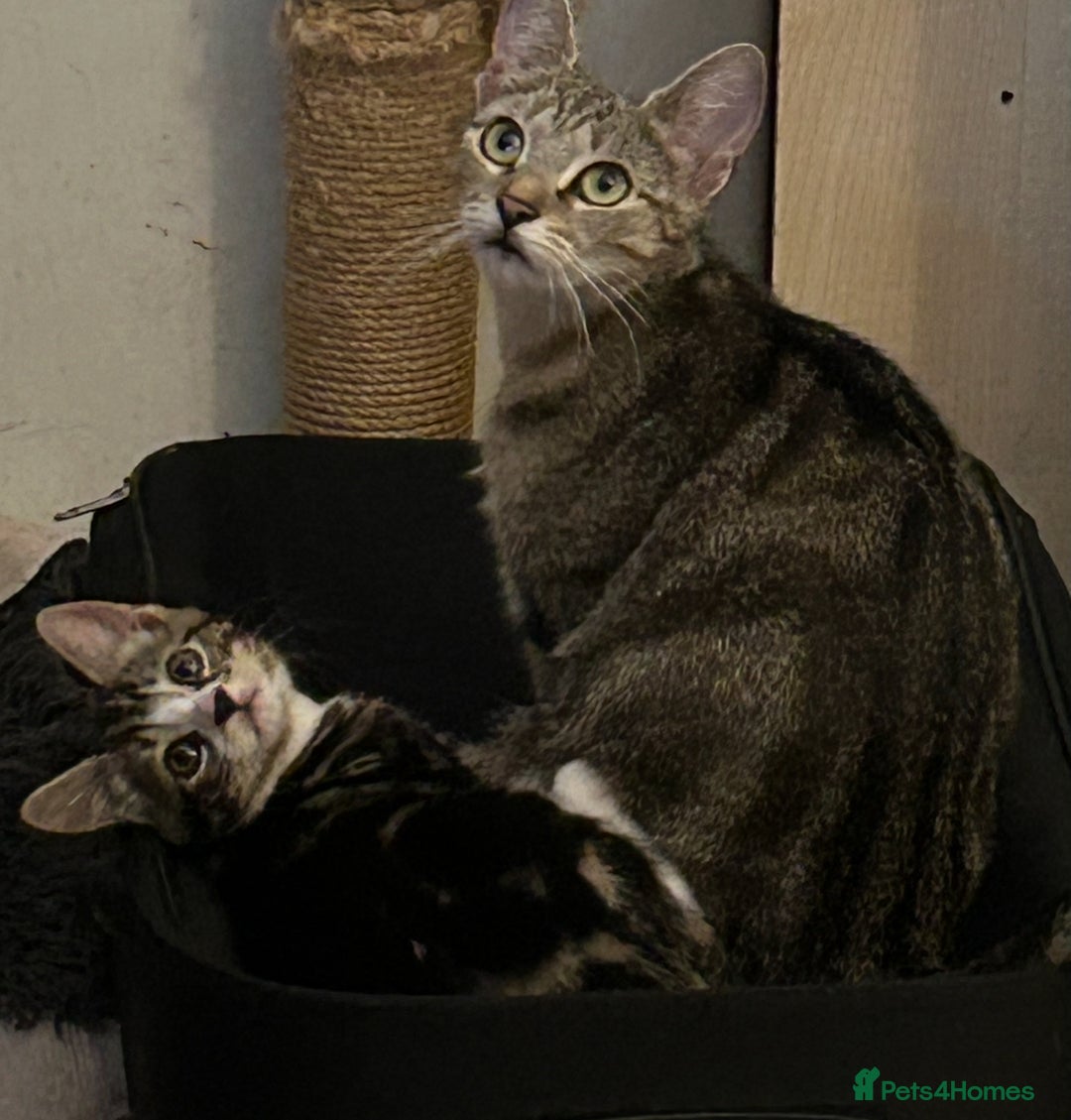 Mixed Breed cats for sale: 4 month old kitten (has an underdeveloped hand) - Image 7