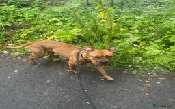 Mixed Breed dogs for sale: Maya x - Image 3