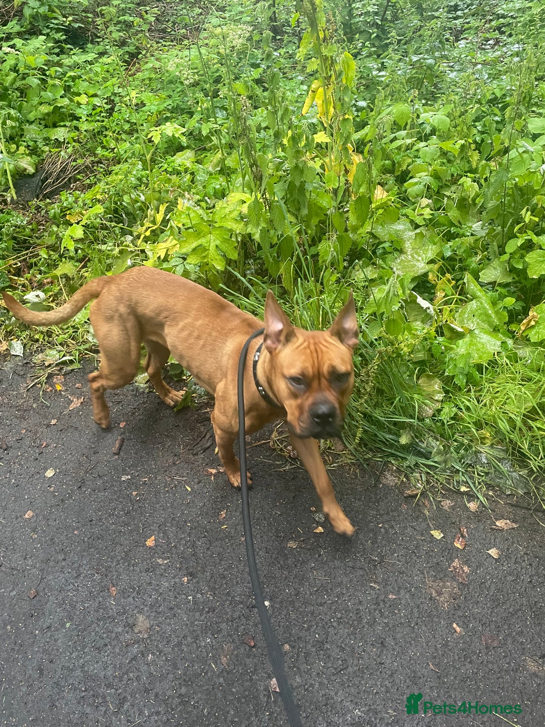 Mixed Breed dogs for sale: Maya x - Image 3