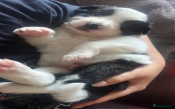 Border Collie dogs for sale: 3 left🐾Ready to leave in 2 weeks🐾Border Collie🐾 - Image 9