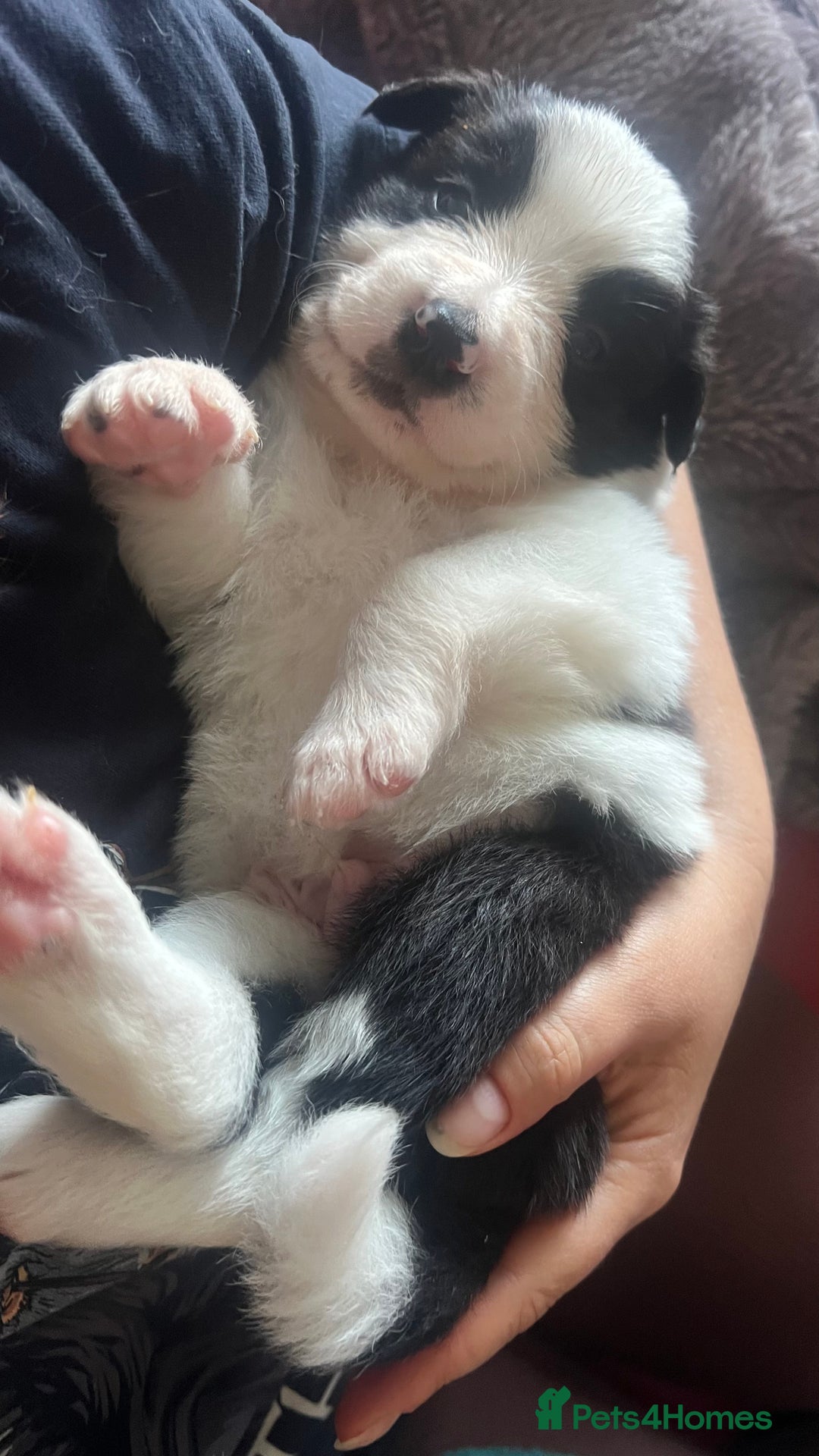 Border Collie dogs for sale: 3 left🐾Ready to leave in 2 weeks🐾Border Collie🐾 - Image 9