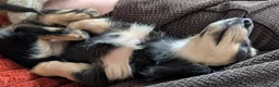 Miniature Dachshund dogs for sale: Stunning last Girl  - Advert 1
