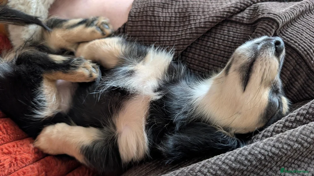 Miniature Dachshund dogs for sale: Stunning last Girl  - Advert 1