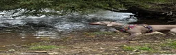 Weimaraner dogs for sale: Have to find a home for our Wonderful Betsy in Cirencester - Advert 4