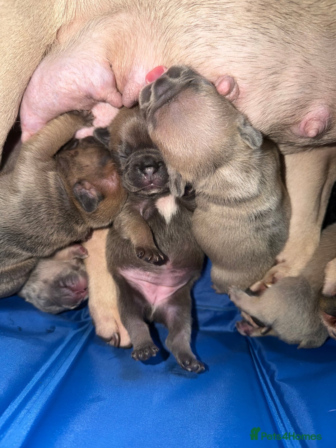 French Bulldog dogs for sale: French bulldog puppys - Advert 14