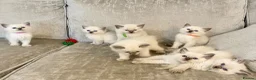 Ragdoll cats for sale: Ragdoll kittens - Advert 6
