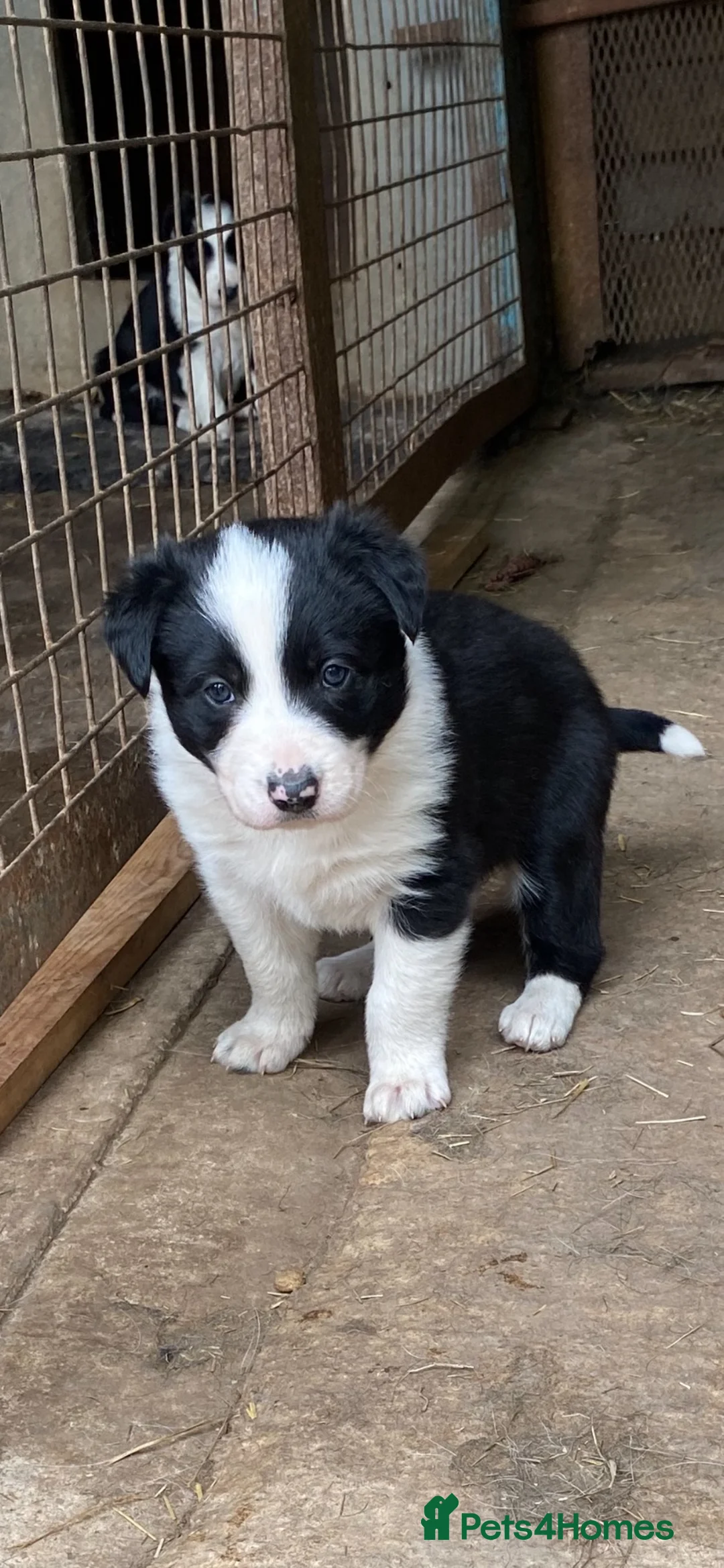 Border Collie dogs for sale: Border collie puppy ready now - Advert 1