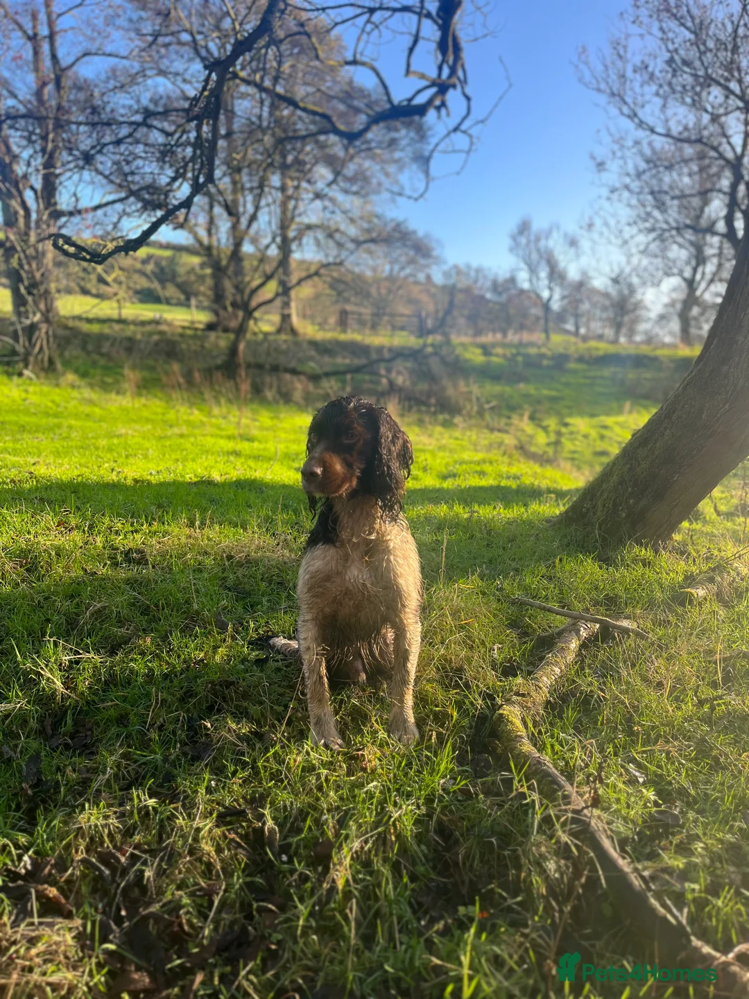 English Springer Spaniel dogs for stud: Health tested, proven working springer spaniel  in Northallerton - Advert 4