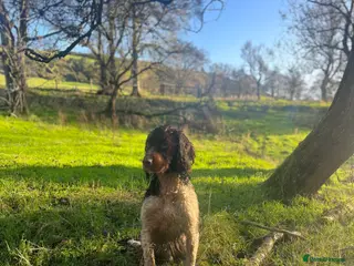 English Springer Spaniel dogs Health tested, proven working springer spaniel - Advert 9
