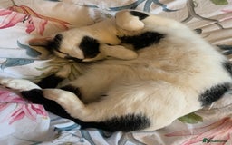 Domestic Shorthair cats for sale: Please help rehome Gary my ten your old pal. - Image 7