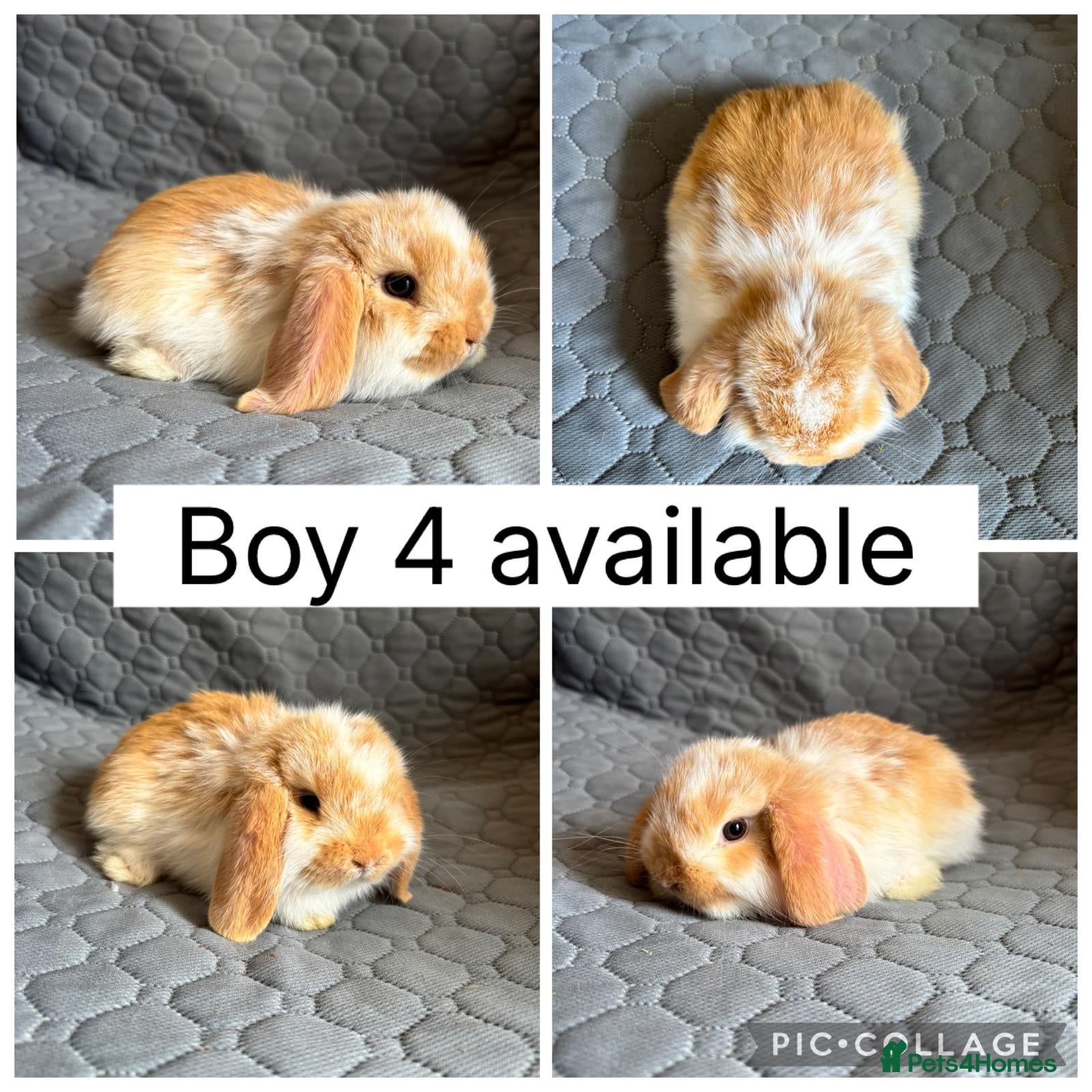 Mini Lop rabbits 5 beautiful baby mini lops ready to reserve - Advert 1