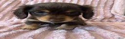 Miniature Dachshund dogs for sale: Adorable puppies for sale  in Blackburn - Advert 5