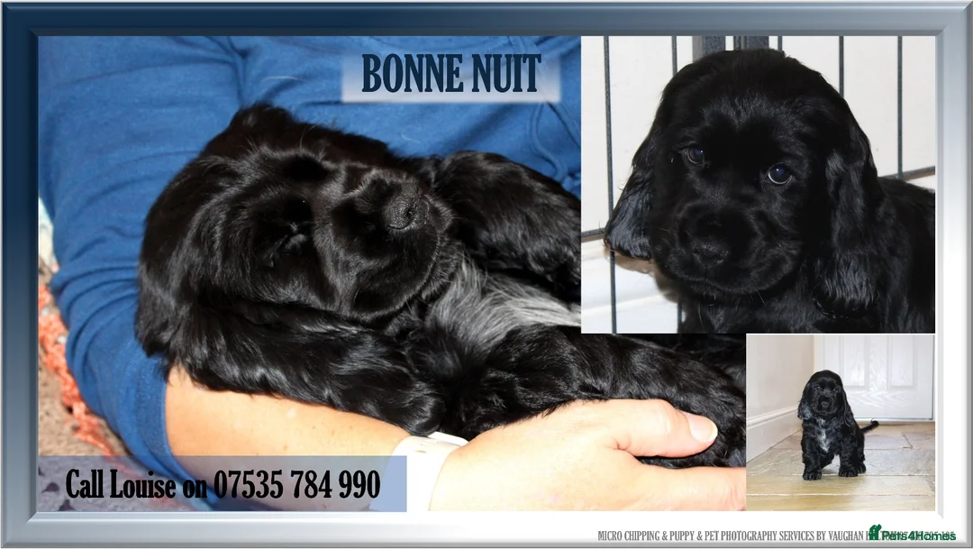 Cocker Spaniel dogs for sale: KC registered Cocker Spaniel.  - Advert 14