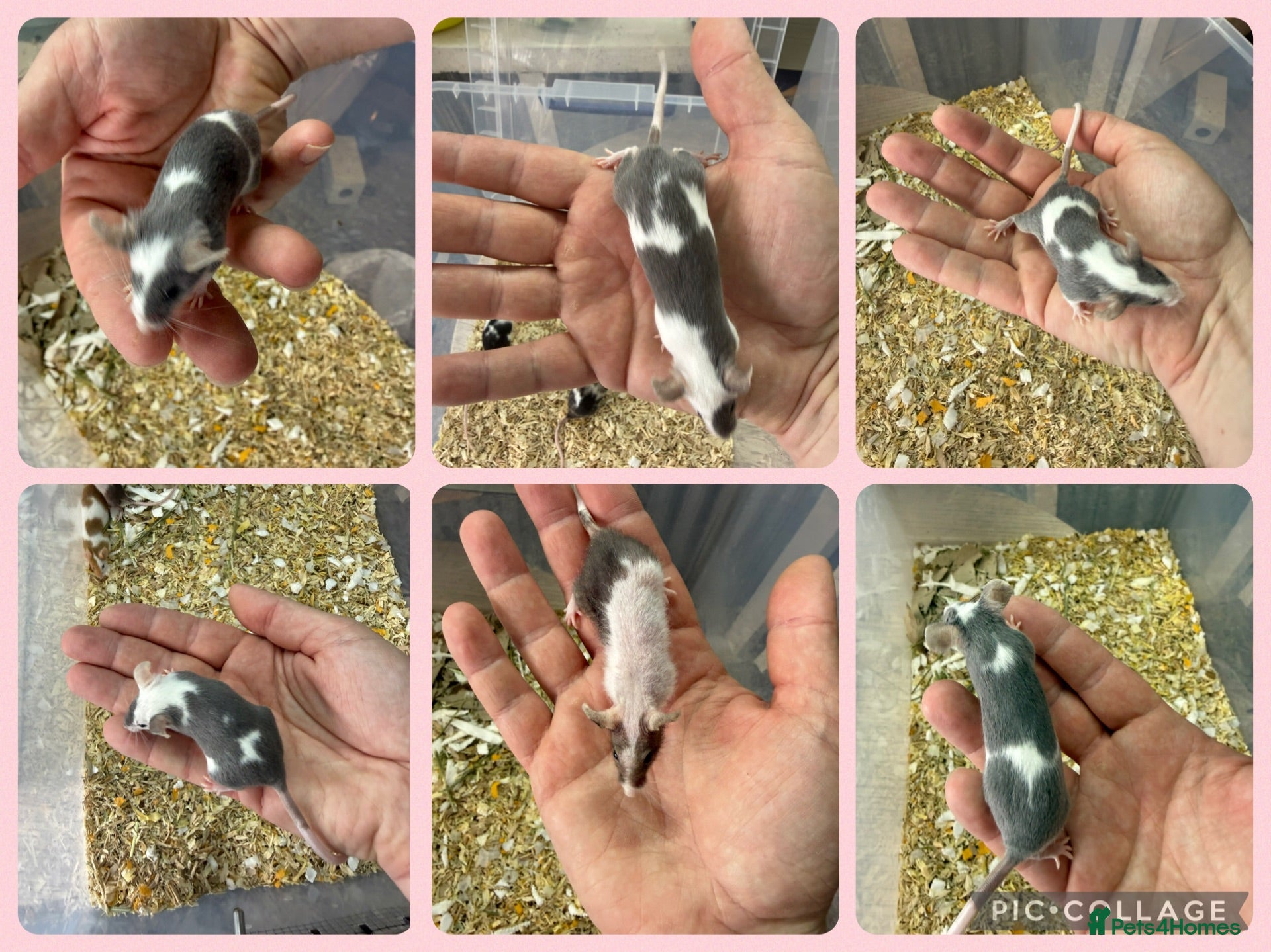 Mouse rodents 🐭 Friendly Fancy Mice - Males & Females 🐭 - Advert 2