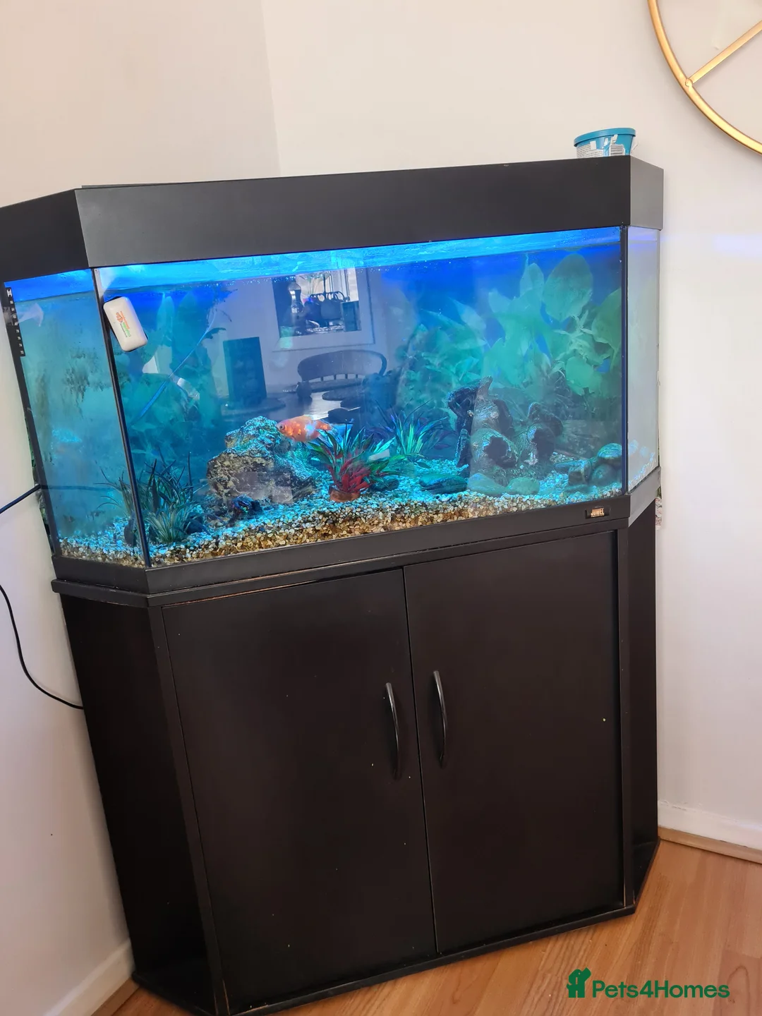 Goldfish fish for sale: Goldfish for Sale 🐠 in Maidstone - Advert 2