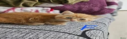 British Shorthair cats for sale: British longhair - Advert 3