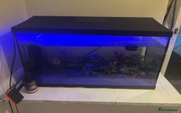 Other/Mixed Breed fish for sale: Axolotl with tank and all accesories  - Image 4