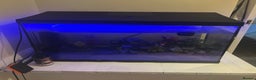 Other/Mixed Breed fish for sale: Axolotl with tank and all accesories  - Advert 4