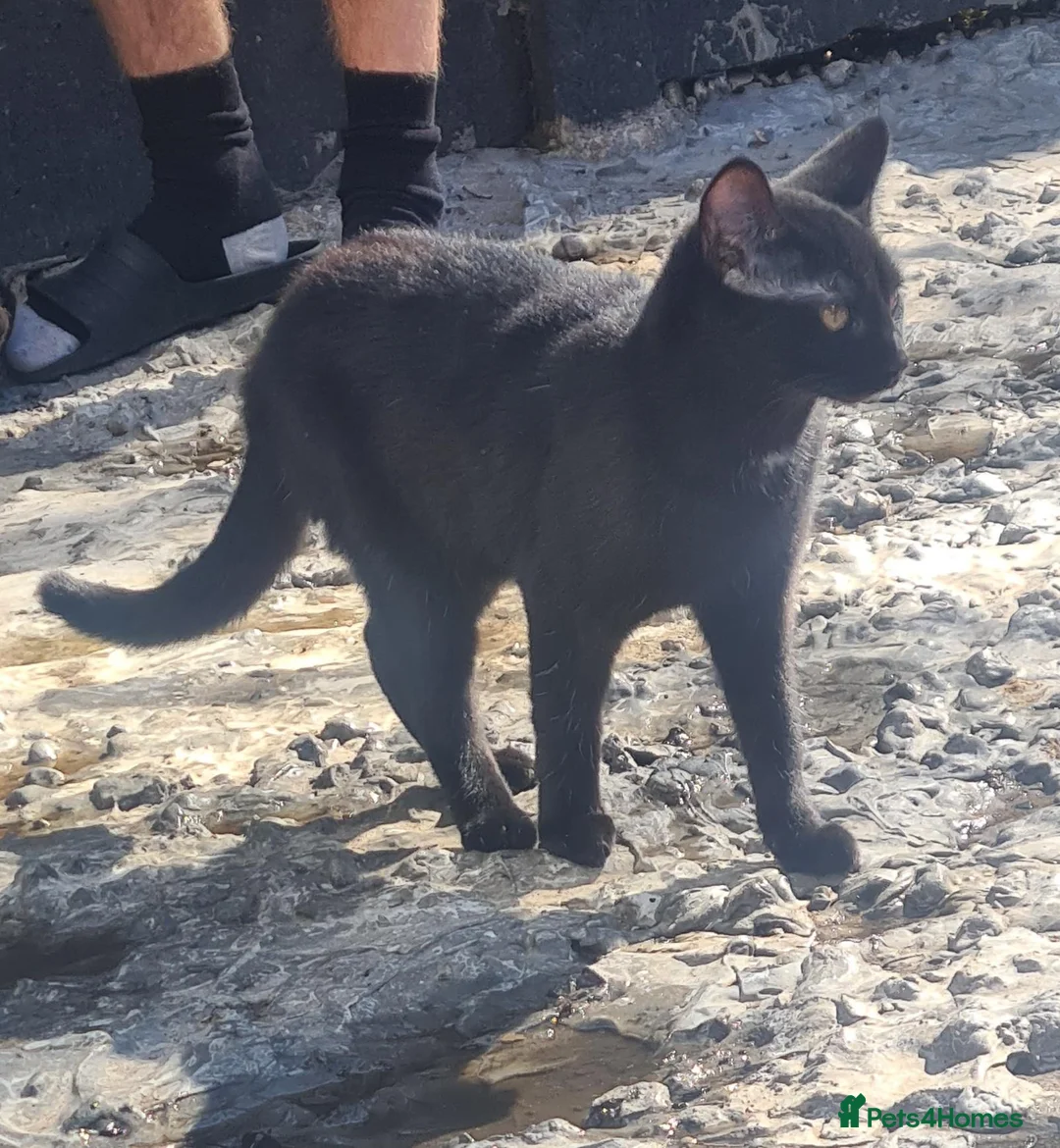 Mixed Breed cats for sale: Beautiful girl 1yr - Advert 4