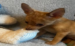 Mixed Breed dogs for sale: Chihuahua x  - Image 18