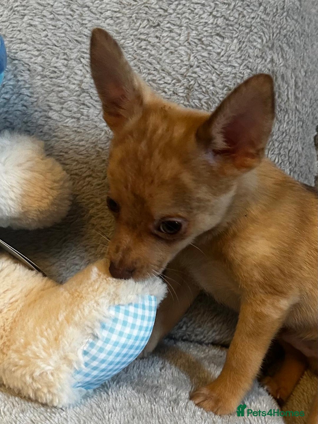Mixed Breed dogs for sale: Chihuahua x  - Image 18