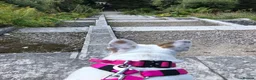 French Bulldog dogs for sale: Female white pied French bulldog  in Wallasey - Advert 4