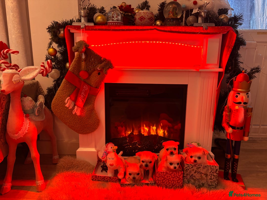 Chihuahua dogs for sale: KC registered beautiful chihuahua puppies - Advert 13