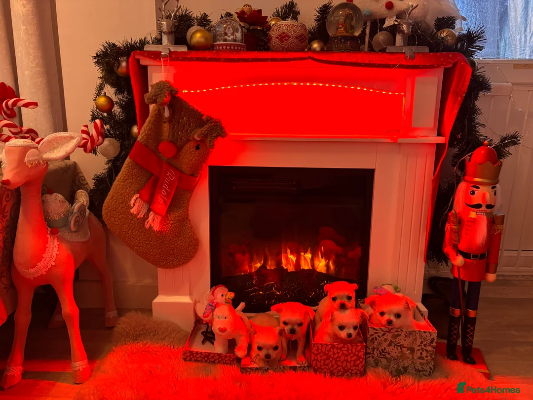 Chihuahua dogs for sale: KC registered beautiful chihuahua puppies - Advert 13