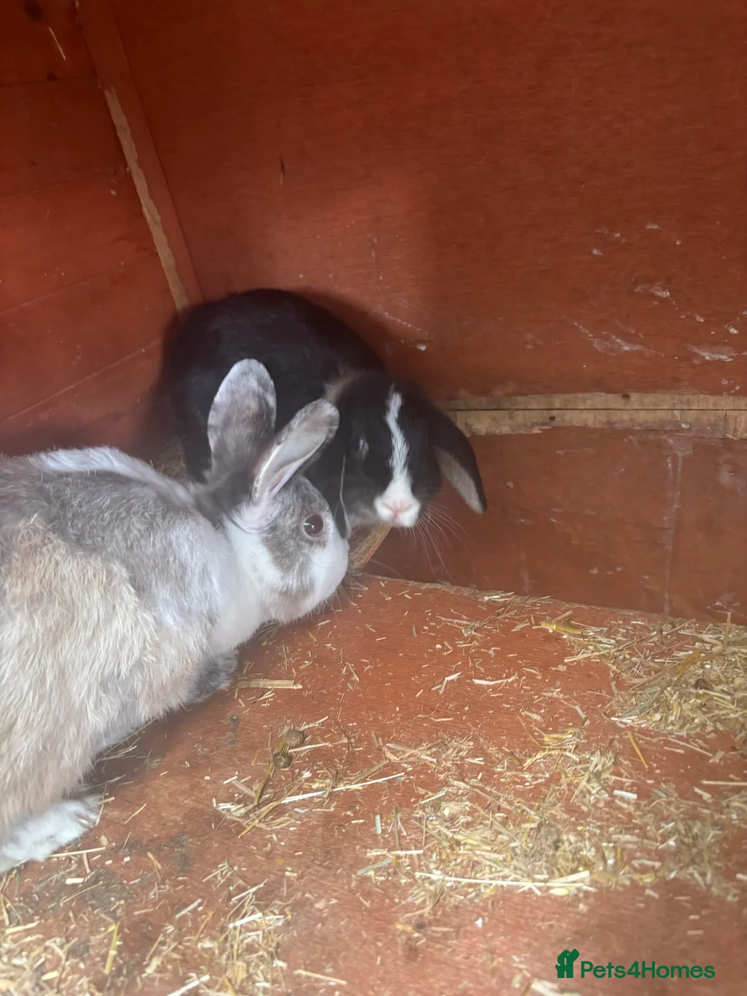 Mini Lop rabbits for sale: Mixed breed (mini lop/rex)  - Advert 5