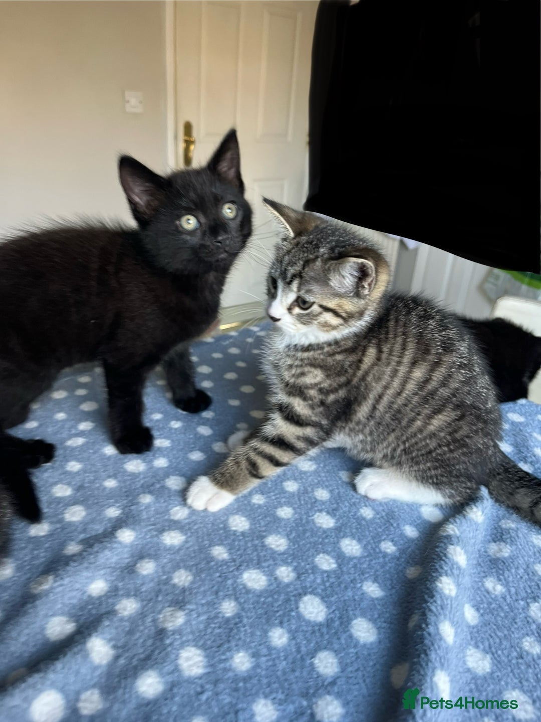 Mixed Breed cats for sale: 4 x Beautiful Adorable Kittens *Ready Now* - Image 28