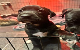 Mixed Breed dogs for sale: Bull whippets - Image 8