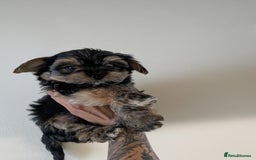 Yorkshire Terrier dogs for sale: 7 male Yorkshire terriers ready to leave.  - Image 4
