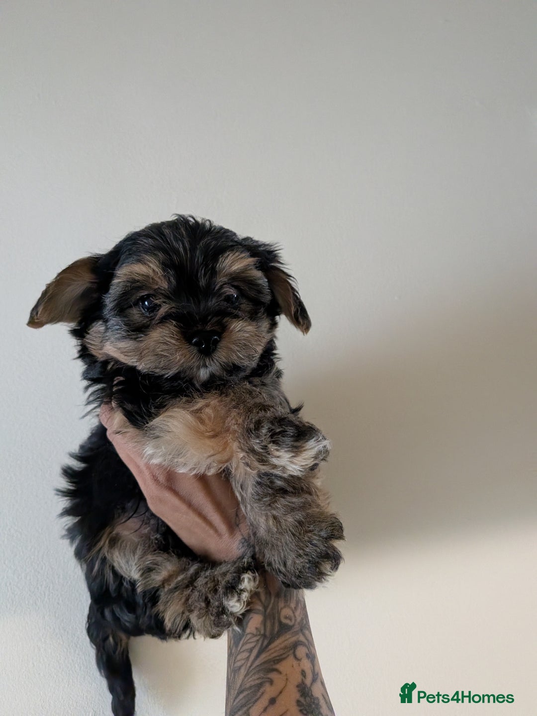 Yorkshire Terrier dogs for sale: 7 male Yorkshire terriers ready to leave.  - Image 4