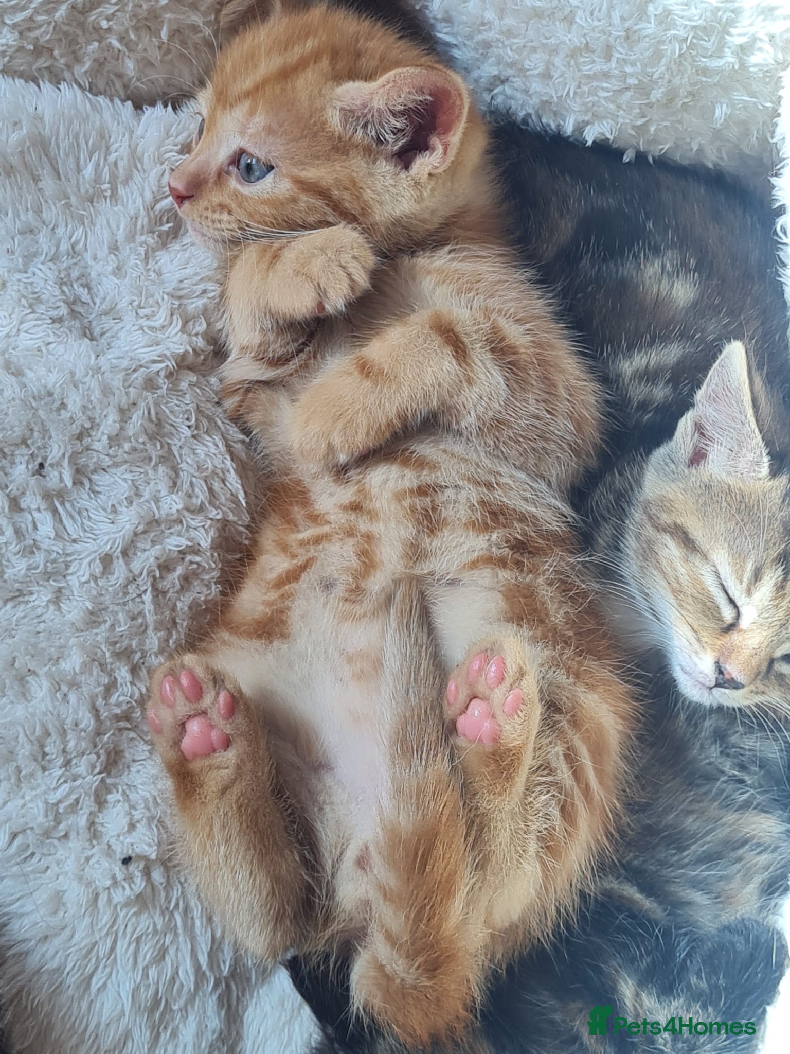 Mixed Breed cats for sale: 🐾 Beautiful Ragdoll Cross Kittens – £290 Each 🐾 in Greenford - Advert 11