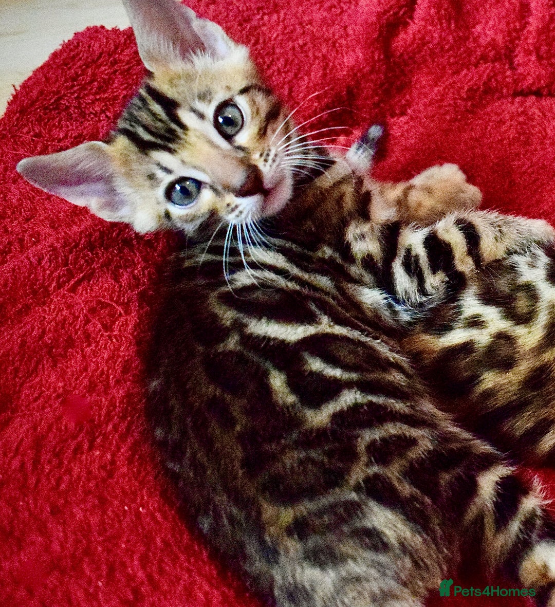 Bengal cats for sale: Beautiful Bengal kittens  - Image 12