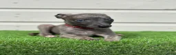 Whippet dogs for sale: Blue whippets  - Advert 26